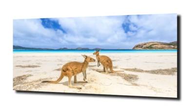 obraz na szkle Kangury na plaży w Australii 