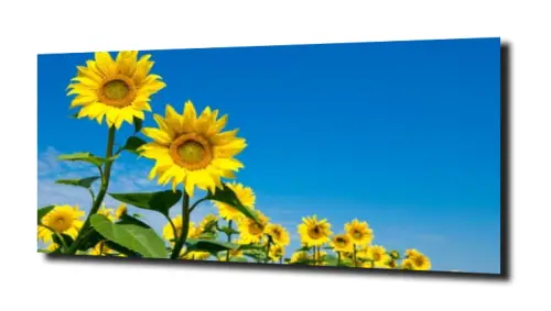 972cb47c890b38ff15ef46538d69a815