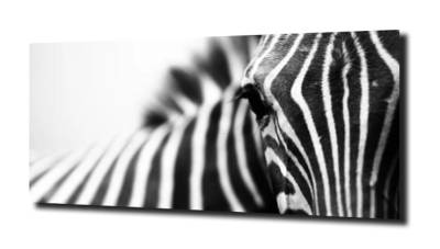 obraz na szkle, panel szklany Zebra portret 