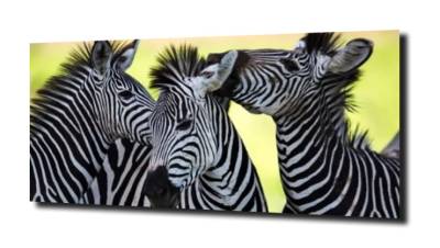 obraz na szkle, panel szklany Zebra kolory  