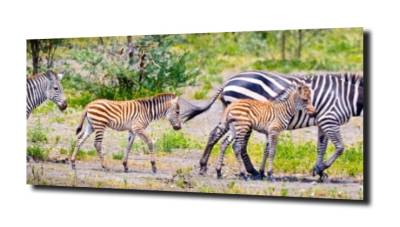 obraz na szkle, panel szklany Zebra i młode 