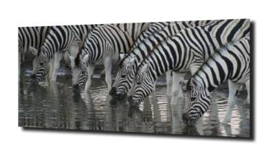 obraz na szkle, panel szklany Zebra wodopój 