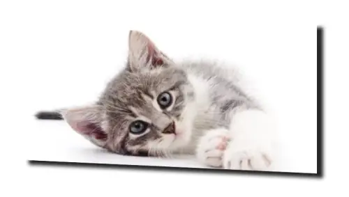 fc7a97d5395b4402cde8d5d8511f6df9