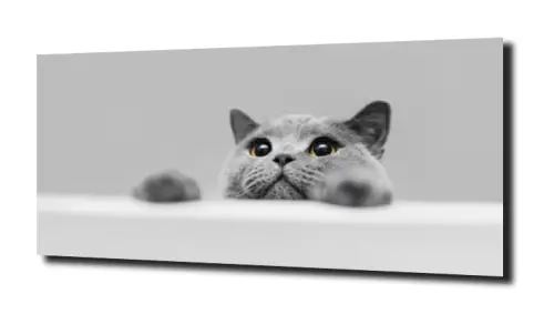 ea21c4543e46264706a7f85d94786515