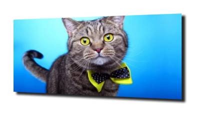 obraz na szkle, panel szklany Kot elegancki 