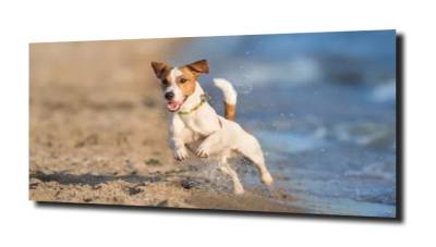 obraz na szkle, panel szklany Pies na plaży 
