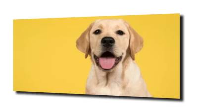obraz na szkle, panel szklany Labrador pies 