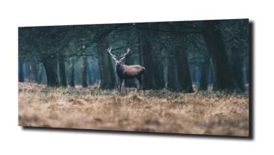 obraz na szkle, panel szklany Jeleń natura  