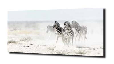 obraz na szkle, panel szklany Zebra natura 