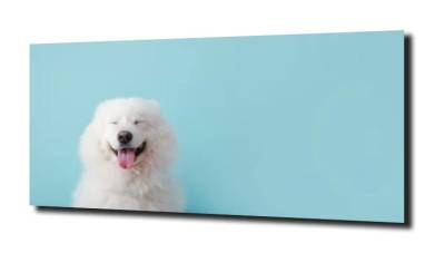 obraz na szkle, panel szklany Samojed pies 