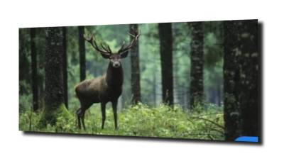 obraz na szkle, panel szklany Jeleń las XL 