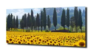 obraz na szkle Toskania słoneczniki pole  
