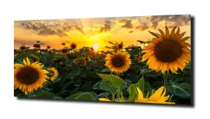 obraz na szkle Słoneczniki zachód słońca  