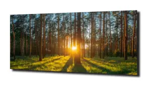 obraz na szkle Las, polana, wschód słońća 