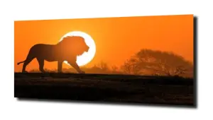 obraz na szkle Lew, zachód słońca, Afryka 