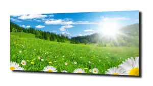 obraz na szkle Stokrotki w blasku słońca 