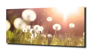 obraz na szkle Dmuchawce o świcie słońca 