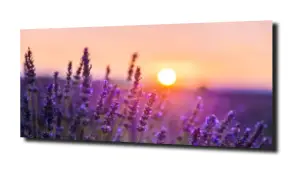 obraz na szkle, panel szklany Lawenda 34 