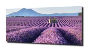 obraz na szkle, panel szklany Lawenda 36 