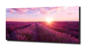 obraz na szkle, panel szklany Lawenda 37 