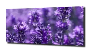 obraz na szkle, panel szklany Lawenda 44 
