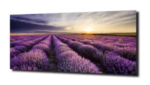 obraz na szkle, panel szklany Lawenda 50 