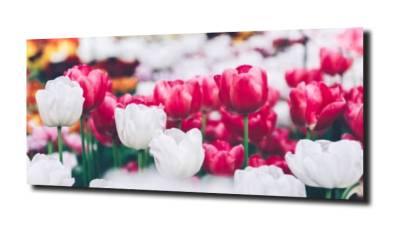 obraz na szkle, panel szklany Tulipany 5 