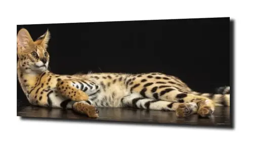 c4a96c05792e161b8e8a207351d5246c