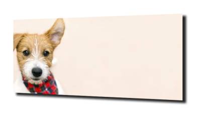 obraz na szkle Pies jack russeli terrier 