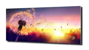 obraz na szkle Dmuchawiec zachód słońca 