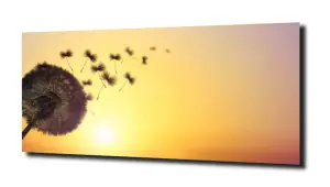 obraz na szkle Dmuchawiec, słońce niebo 