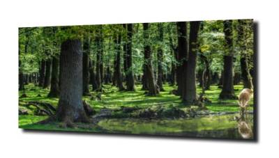 obraz na szkle, panel szklany Drzewa 50 