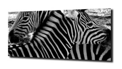 obraz na szkle Zebra, zwierzęta, Afryka 