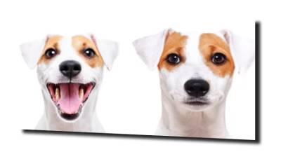 obraz na szkle Pies jack russeli piękny 