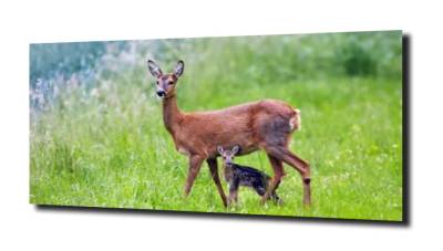obraz na szkle Sarna i maleństwo natura 