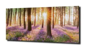 obraz na szkle Łąka las natura słońce  