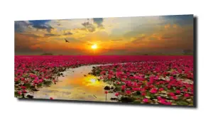 obraz na szkle Tajlandia pole kwiatów  
