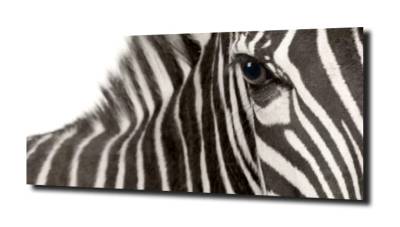 obraz na szkle, Panel szklany Zebra XL 