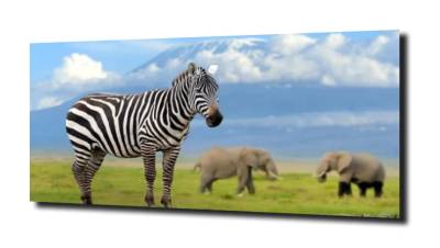 obraz na szkle Zebra słoń Kilimandżaro 