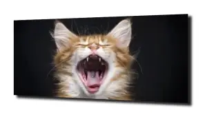 obraz na szkle Kotek kot zwierzę ziewa 