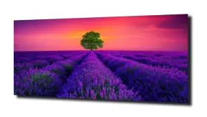 obraz na szkle Drzewo, zachód lawenda 