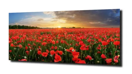 obraz na szkle, Panel szklany Maki 34 