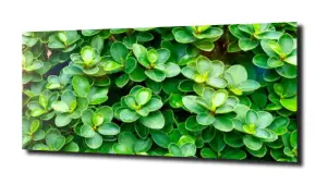 obraz na szkle, Panel szklany Ogród 9 