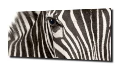 obraz na szkle, Panel szklany Zebra 1 