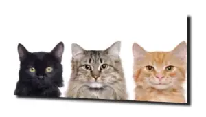obraz na szkle, Panel szklany Koty XL 