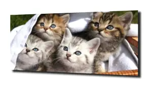 obraz na szkle, Panel szklany Kociaki 