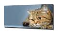 ccc468f392fbe779c4e9f98fc8962c31