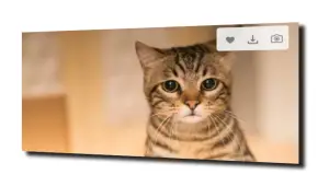 obraz na szkle Kot dacowiec zwierzęta 