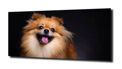obraz na szkle Pomeranian pies szpic  