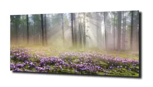 obraz na szkle Widok na łąkę w lesie 